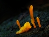 calocera cornea