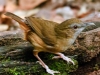 Abbott's Babbler