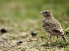 Ashy-Crowned Sparrow Lark