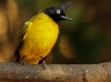 Black Crested Bulbul