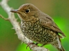 Blue Capped Rock Thrush-Female