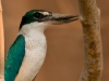Collared Kingfisher