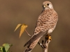 Common Kestrel-Female