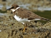 Ringed Plover