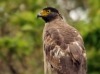 Crested Serpent Eagle