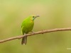 Jerdon's leafbird