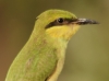 Green Bee-eater