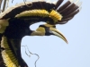 Greater Hornbill