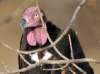 Indian King Vulture