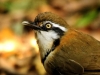 Lesser Necklaced Laughingthrush