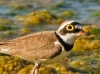 Little Ringed Plover