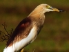 Pond Heron