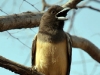 Rufous Treepie