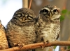 Spotted Owlet