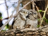 Spotted Owlets