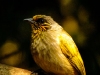Stripe-throated Bulbul-Male