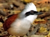 White Crested laughing Thrush