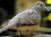 Zebra Dove