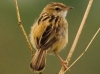Zitting Cisticola