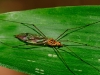 Crane Fly (Nephrotoma Suturalis Wulpian)
