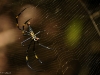 Giant Wood Spider - Female