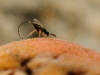 Fig Wasp