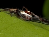 Jumping Spider (Telamonia Dimidiata-Male)