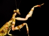 Flower Mantis