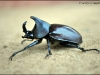 Elephant Dung Beetle (Heliocopris bucephalus)