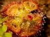 Drosera (Sundew)