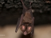 Leaf NoseBat.jpg
