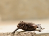 Pipistrelle - Insectivorous Bat