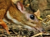 Lesser Mouse Deer