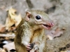 Pygmy Treeshrew