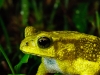 Common Indian Toad