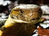 King Cobra