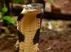 King Cobra -Female
