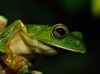 Malabar Gliding Frog