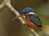 Blue Eared Kingfisher