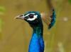 Indian Peafowl-male (Peacock)