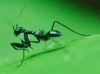 Ant Mantis (Odontomantis planiceps)
