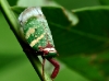 Leaf Hopper - Eurybrachys tomentosa