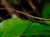 Large Stick Insect