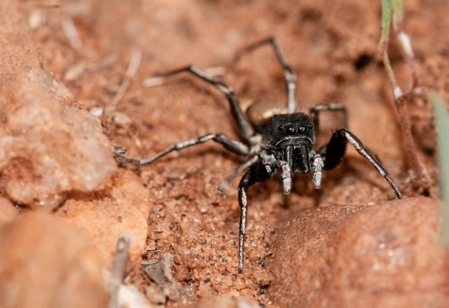 Ant Mimic – Myrmarachne sp
