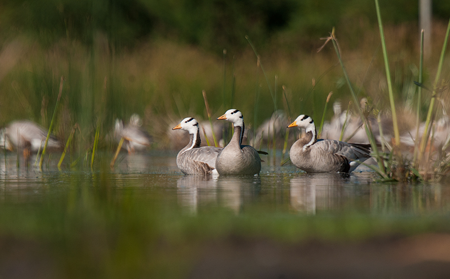 Magadi Bird Sanctuary – Bar-Headed Goose