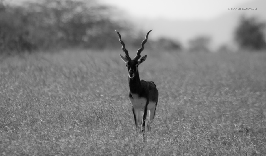 Jayamangali Black Buck Reserve – Maidanahalli